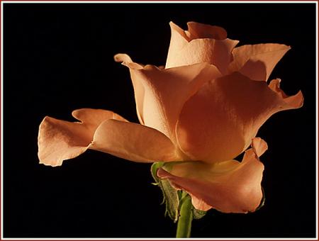 Bonjour  tout le monde